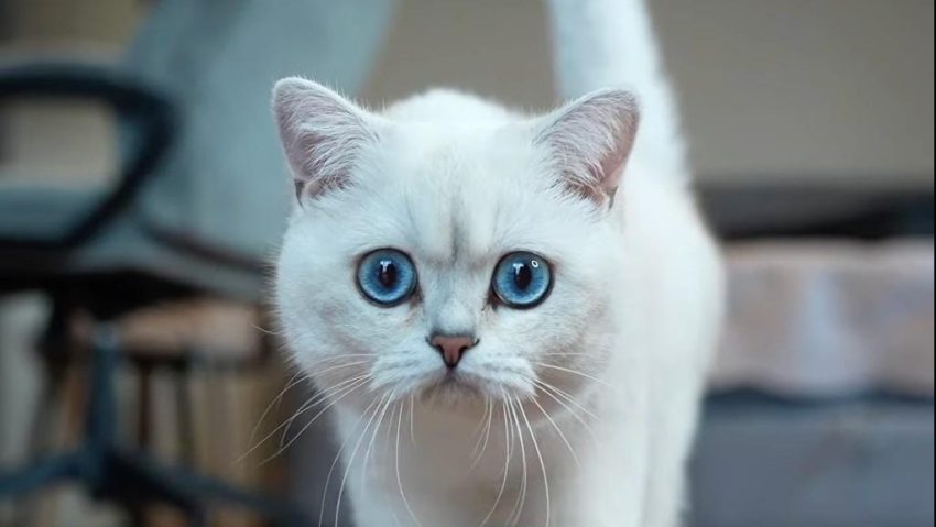 „Oscarurile lumii feline” se decernează în acest weekend la București