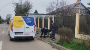 Peste 600 de câini fără stăpân au ajuns în adăposturile ASPA, de la începutul anului