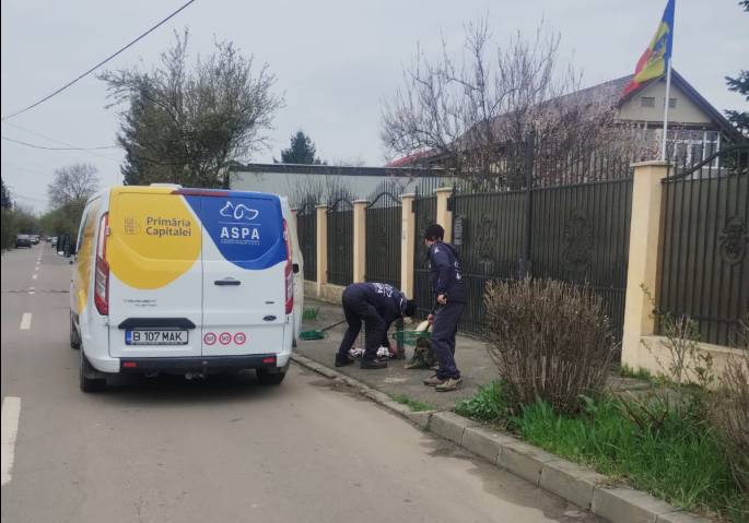 Peste 600 de câini fără stăpân au ajuns în adăposturile ASPA, de la începutul anului
