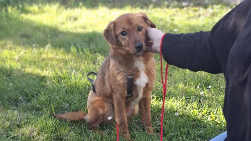 Ilfov: Sterilizări gratuite pentru câinii cu deținător