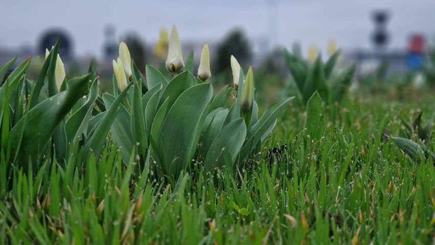 2.200 de familii vor avea ce pune pe masa de Paste