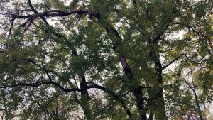 Atelier despre îngrijirea arborilor maturi în Parcul Tineretului