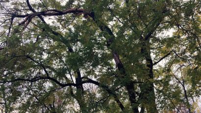 Atelier despre îngrijirea arborilor maturi în Parcul Tineretului