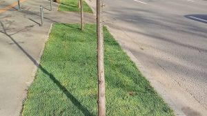 Aer de primăvară, cu mult verde, pe bulevardul Lascăr Catargiu