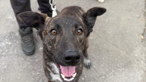 Sterilizare și microcipare gratuită pentru câinii de rasă comună din București