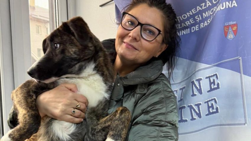 Ilfov: Începe o nouă campanie de sterilizare și microcipare a cățeilor cu stăpân