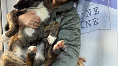 Ilfov: Începe o nouă campanie de sterilizare și microcipare a cățeilor cu stăpân