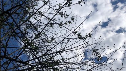 Cod galben de vânt, la București