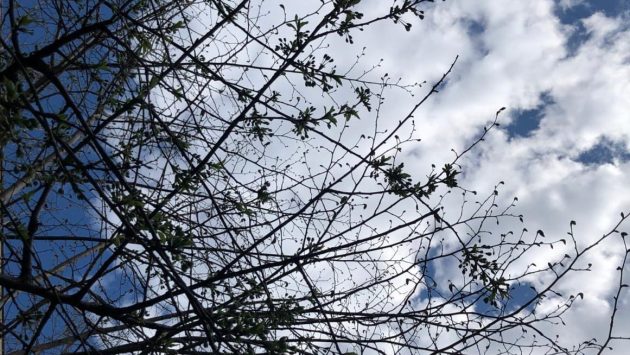 Cod galben de vânt, la București