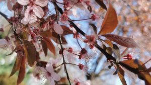 Luni, vreme caldă în București