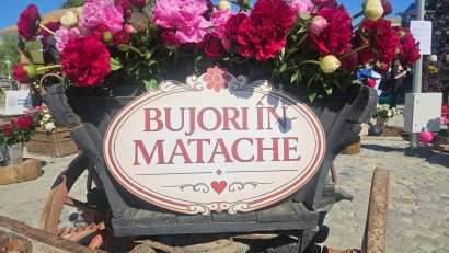 Bujori în Matache, de Ziua Națională a Bujorului