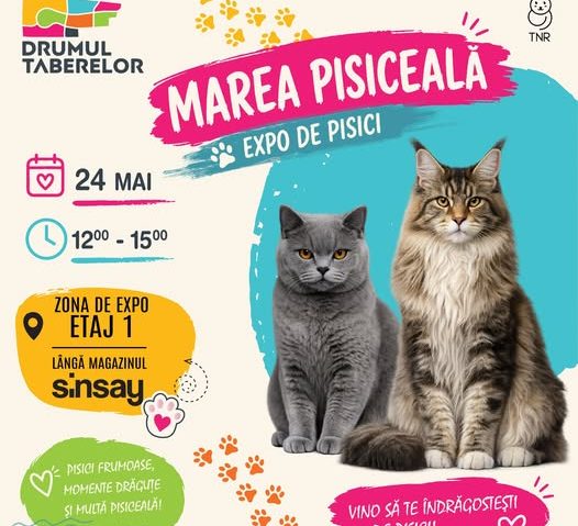 Cele mai frumoase pisici din România vin la Mall Drumul Taberelor