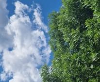 Temperaturi în jur de 31 de grade în Capitală, miercuri