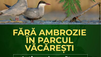 Ambrozia trebuie smulsă acum! Apel la voluntari pentru acțiune de curățare în Parcul Natural Văcărești