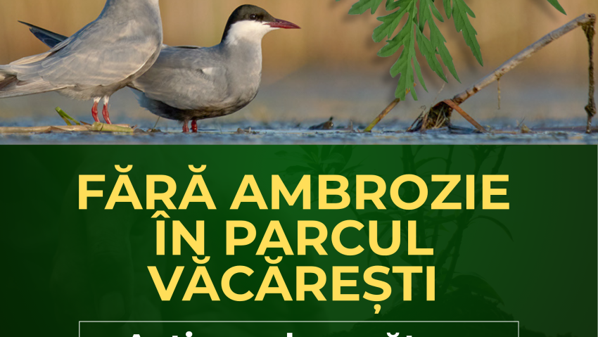 Ambrozia trebuie smulsă acum! Apel la voluntari pentru acțiune de curățare în Parcul Natural Văcărești