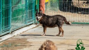 Adăpostul Speranţa- Poţi adopta un padoc întreg