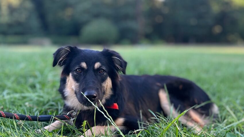 ASPA organizează un nou târg de adopții pe 25 iulie, la Palatele Brâncovenești