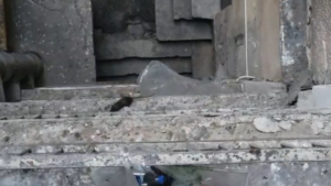 Deratizarea în București, între responsabilități și șobolanii care mișună în plină zi