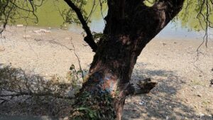 PMB: 103 arbori de pe malul lacului Herăstrău vor fi defrişaţi