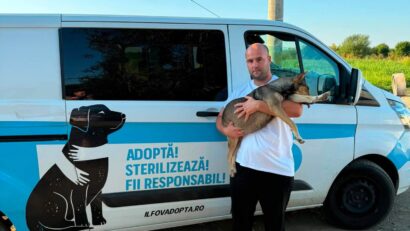 Ilfov: Campanie de sterilizare gratuită a câinilor