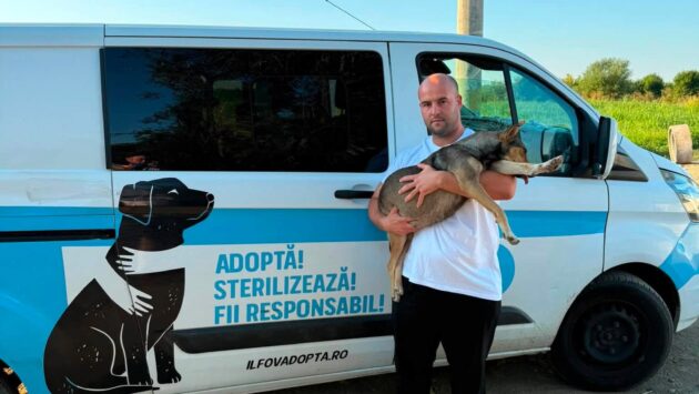 Ilfov: Campanie de sterilizare gratuită a câinilor