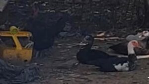 Ogradă de păsări, în spatele blocului, pe domeniul public, in Ferentari!