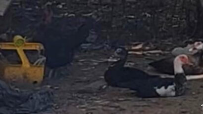 Ogradă de păsări, în spatele blocului, pe domeniul public, in Ferentari!