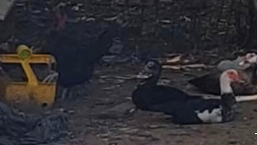 Ogradă de păsări, în spatele blocului, pe domeniul public, in Ferentari!