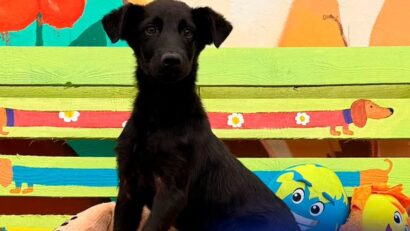 ASPA anunță primul târg de adopții de câini negri ,,BLACK DOG DAY”