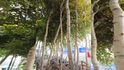 Mai mult verde, în sectorul 4!