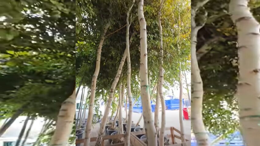 Mai mult verde, în sectorul 4!